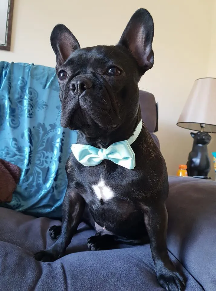 Leaf Green Dog Bow Tie