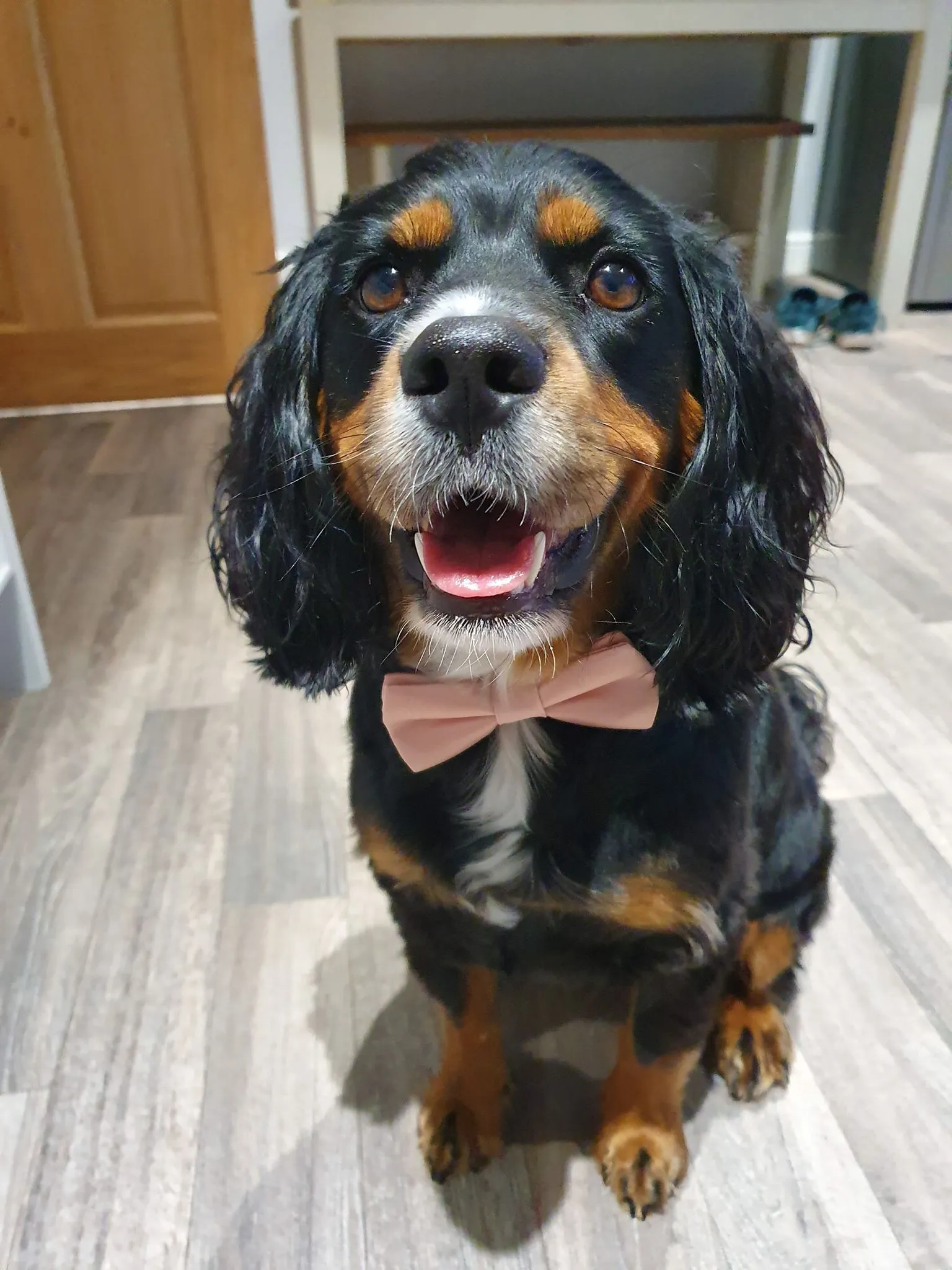 Leaf Green Dog Bow Tie
