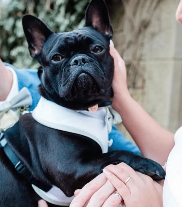 Leaf Green Dog Bow Tie